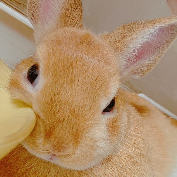 ゆずちゃん | こころみたす ペット思い出セレモニー