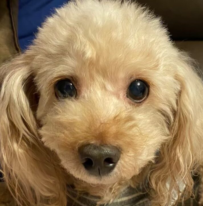 こころみたすペット思い出セレモニーにて葬儀したペットちゃん | るいくん