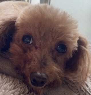 こころみたすペット思い出セレモニーにて葬儀したペットちゃん | ネネちゃん