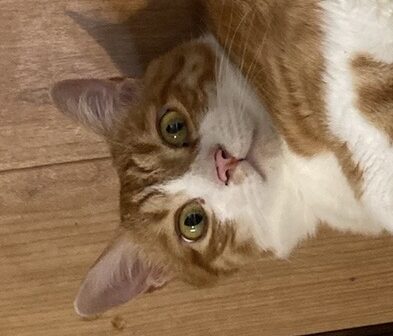 リチャードくん | こころみたす ペット思い出セレモニー