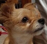 こころみたすペット思い出セレモニーにて葬儀したペットちゃん | むぎちゃちゃん