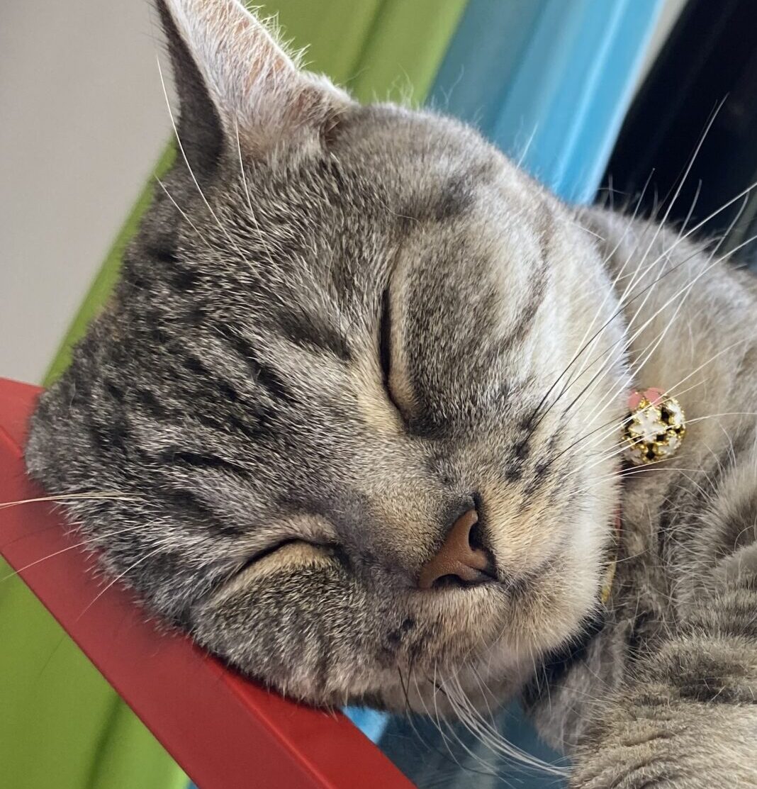 こころみたすペット思い出セレモニーにて葬儀したペットちゃん | 式部ちゃん