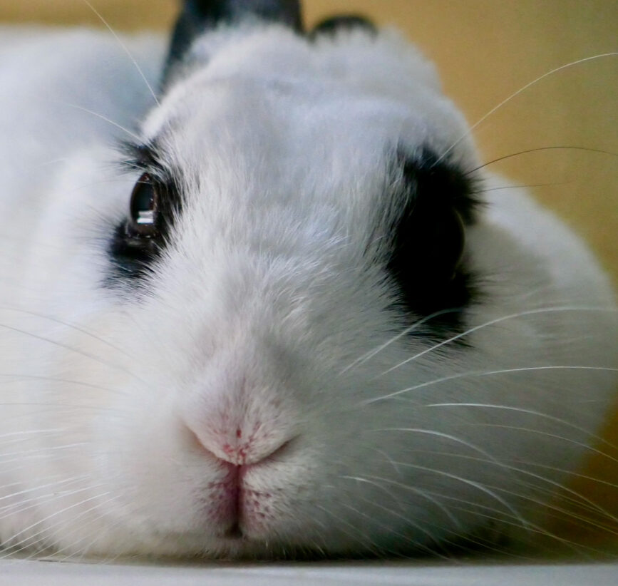 こころみたすペット思い出セレモニーにて葬儀したペットちゃん | さくらちゃん