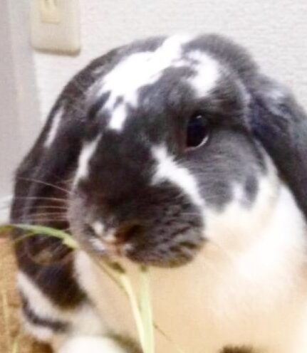 こころみたすペット思い出セレモニーにて葬儀したペットちゃん | ペロちゃん