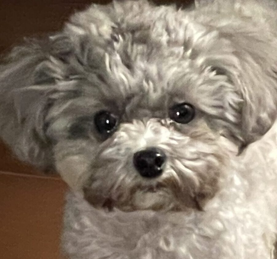 あんずちゃん | こころみたす ペット思い出セレモニー