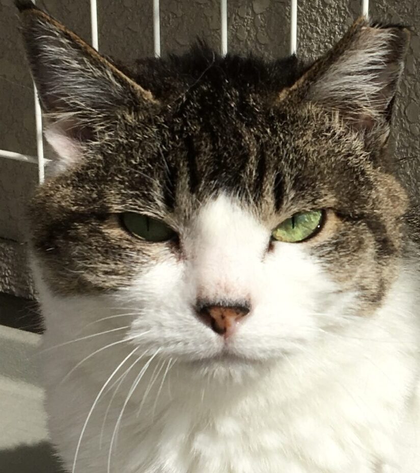 みもざちゃん | こころみたす ペット思い出セレモニー