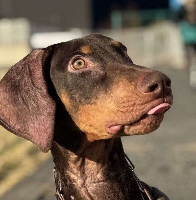 ドルくん | こころみたす ペット思い出セレモニー