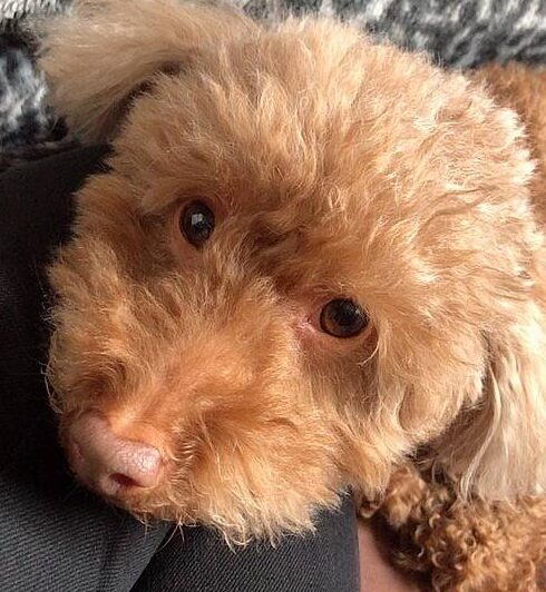 こころみたすペット思い出セレモニーにて葬儀したペットちゃん | ジュナちゃん