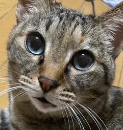 こころみたすペット思い出セレモニーにて葬儀したペットちゃん | みーこちゃん