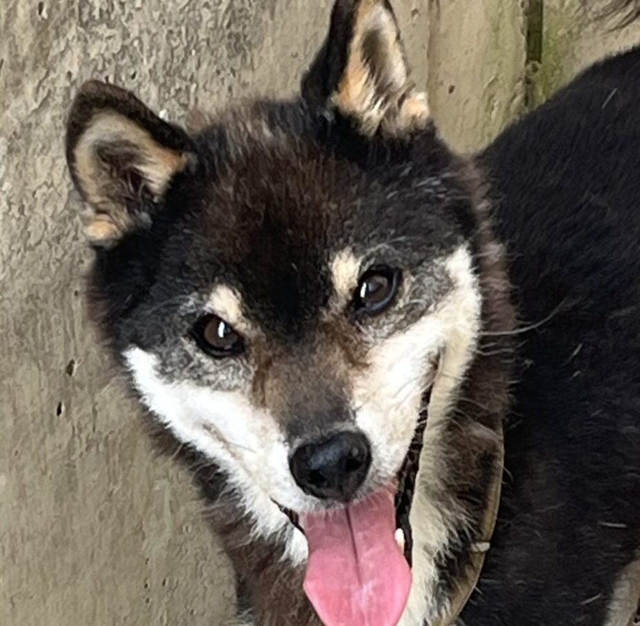 こころみたすペット思い出セレモニーにて葬儀したペットちゃん | サブくん