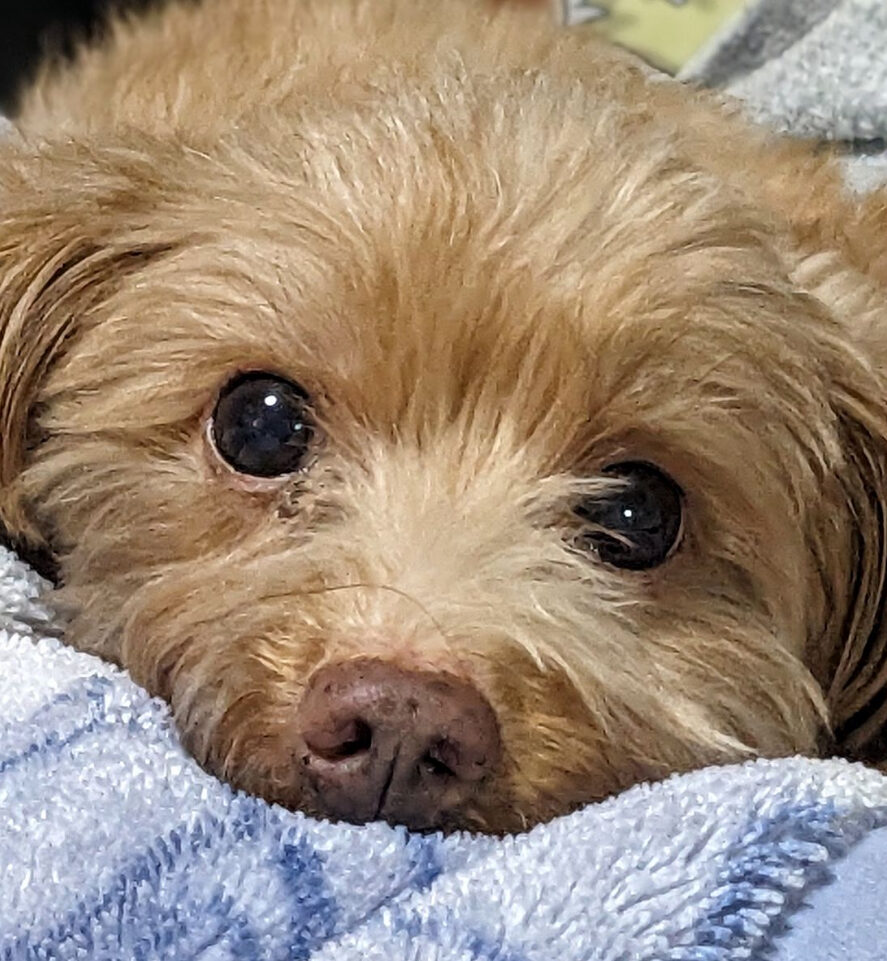 こころみたすペット思い出セレモニーにて葬儀したペットちゃん | モカくん