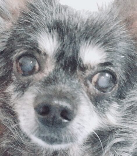 こころみたすペット思い出セレモニーにて葬儀したペットちゃん | ぼんくん