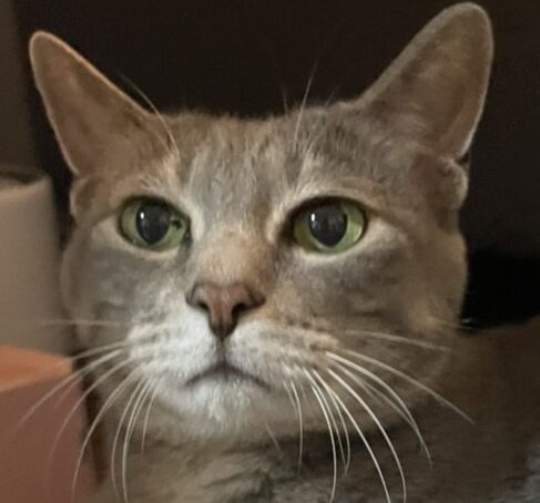 こころみたすペット思い出セレモニーにて葬儀したペットちゃん | ふぅくん