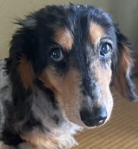 こころみたすペット思い出セレモニーにて葬儀したペットちゃん | ももえちゃん