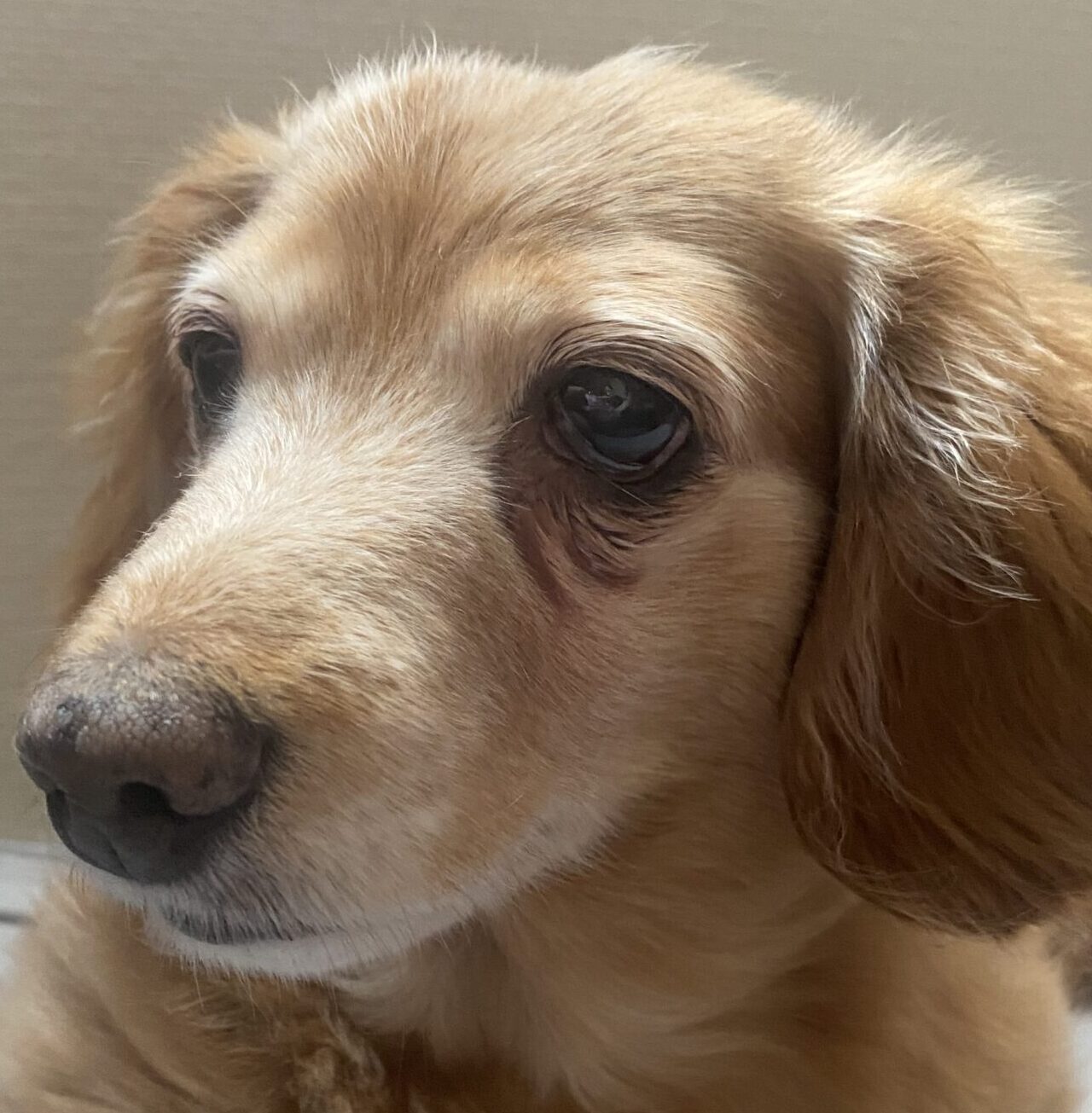 こころみたすペット思い出セレモニーにて葬儀したペットちゃん | ぷりんちゃん