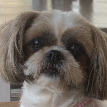 こころみたすペット思い出セレモニーにて葬儀したペットちゃん | ココちゃん