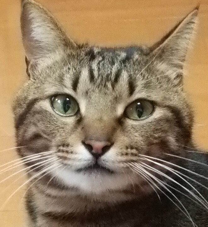 こころみたすペット思い出セレモニーにて葬儀したペットちゃん | 弥勒くん