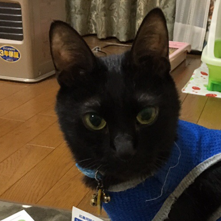 こころみたすペット思い出セレモニーにて葬儀したペットちゃん | ケロタンくん