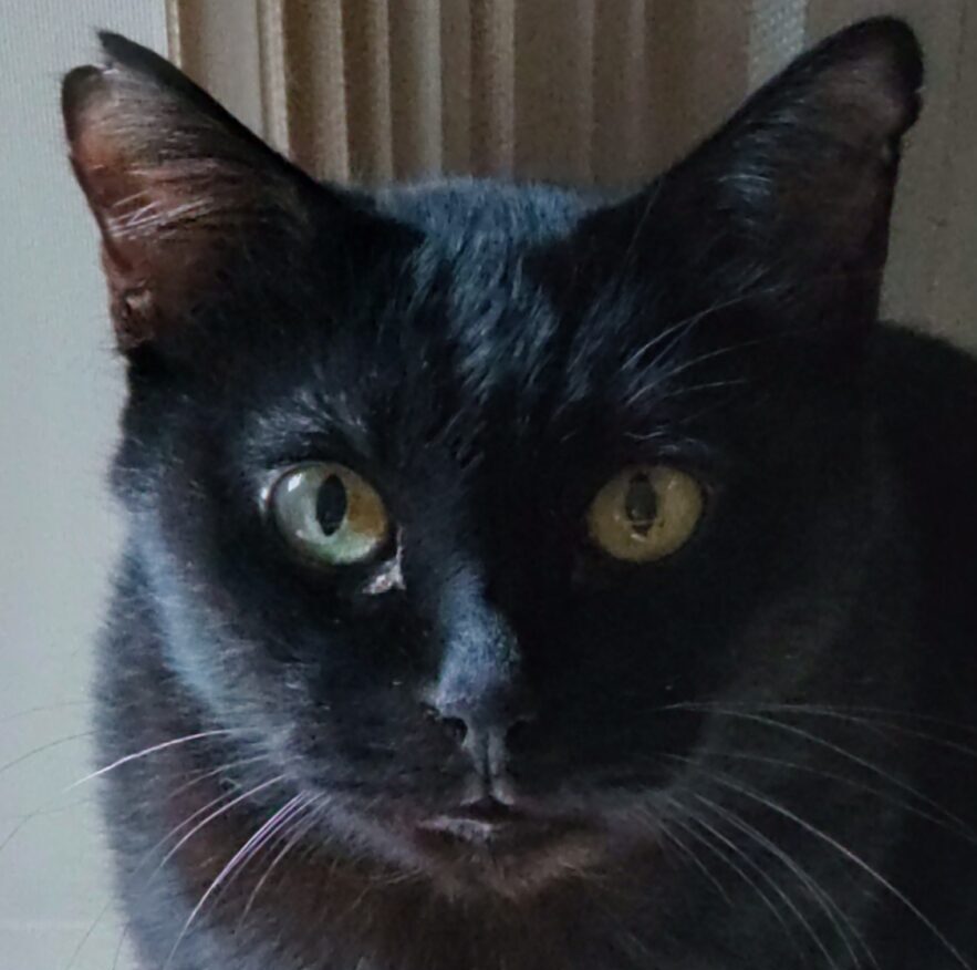 こころみたすペット思い出セレモニーにて葬儀したペットちゃん | くろくん