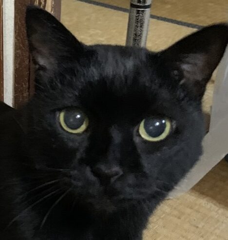 こころみたすペット思い出セレモニーにて葬儀したペットちゃん | キティちゃん