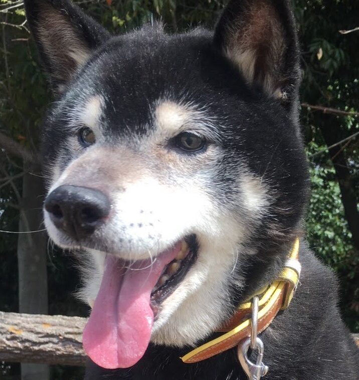 こころみたすペット思い出セレモニーにて葬儀したペットちゃん | エリカちゃん