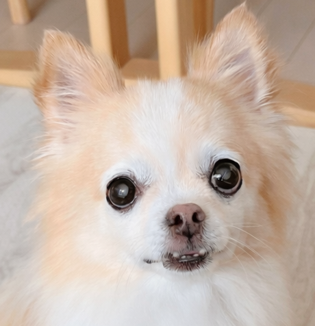 マロンくん | こころみたす ペット思い出セレモニー