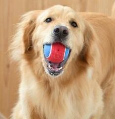 ルカくん | こころみたす ペット思い出セレモニー