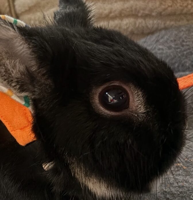 まめくん | こころみたす ペット思い出セレモニー