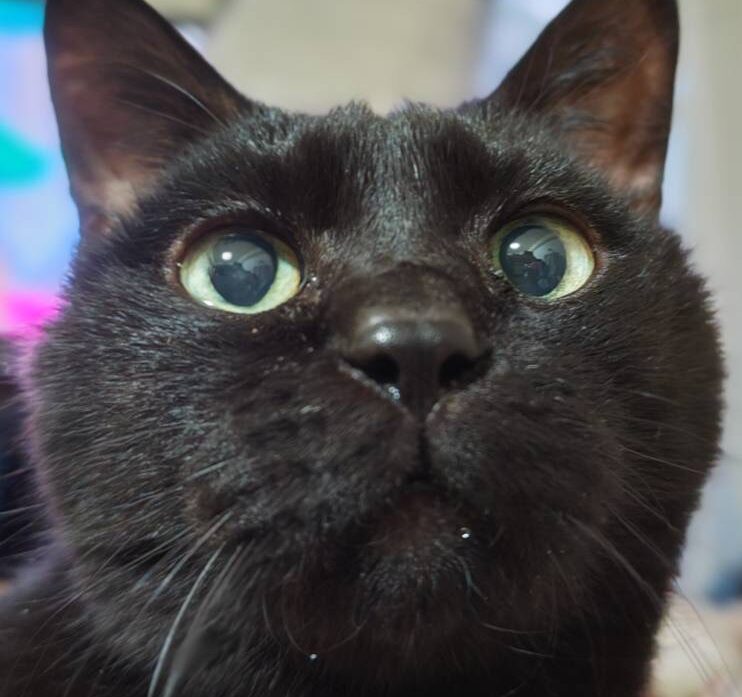 こころみたすペット思い出セレモニーにて葬儀したペットちゃん | レンジくん