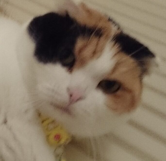 こころみたすペット思い出セレモニーにて葬儀したペットちゃん | 美音ちゃん