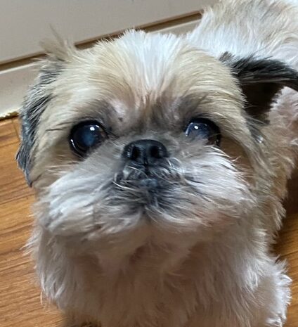 カンタくん | こころみたす ペット思い出セレモニー