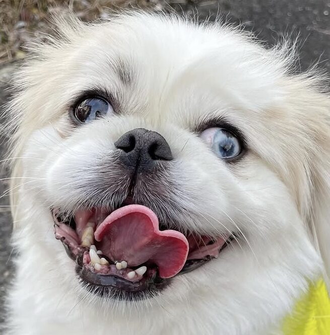 まろんくん | こころみたす ペット思い出セレモニー