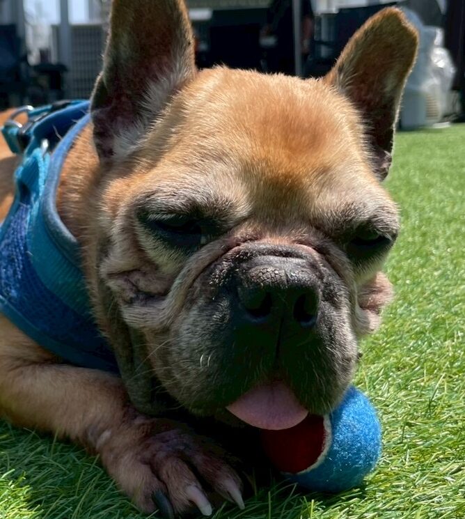 こころみたすペット思い出セレモニーにて葬儀したペットちゃん | しょうへいくん