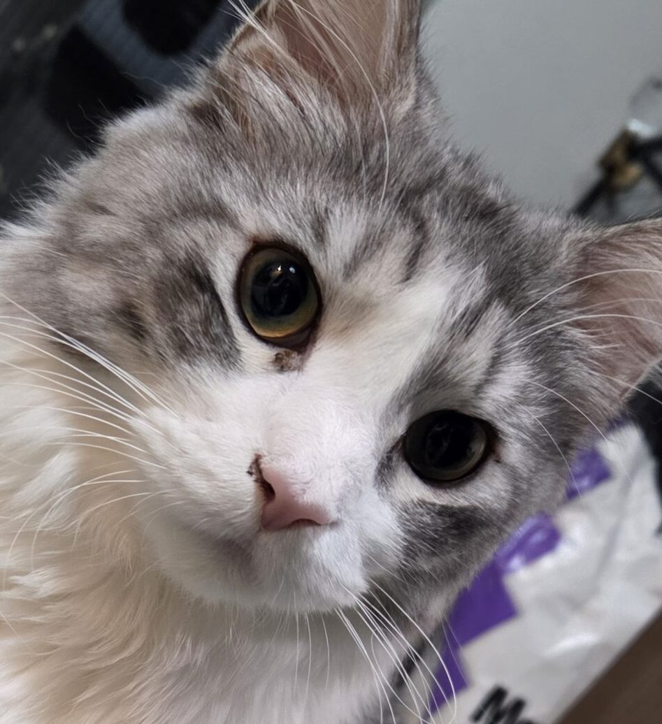 こころみたすペット思い出セレモニーにて葬儀したペットちゃん | トールくん