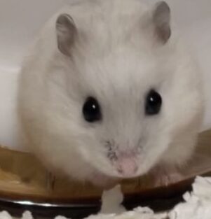 こころみたすペット思い出セレモニーにて葬儀したペットちゃん | おもちちゃん