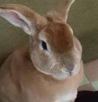 ちゃこくん | こころみたす ペット思い出セレモニー