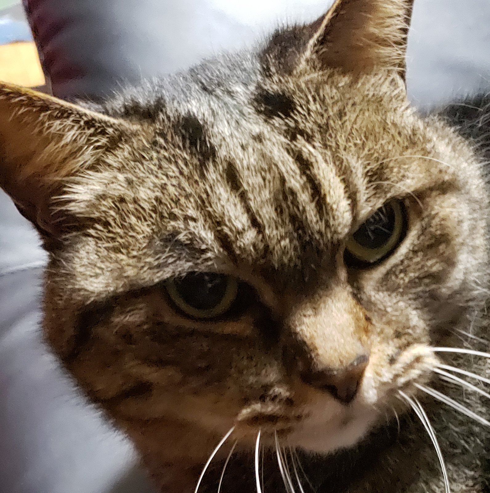 こころみたすペット思い出セレモニーにて葬儀したペットちゃん | タイガくん