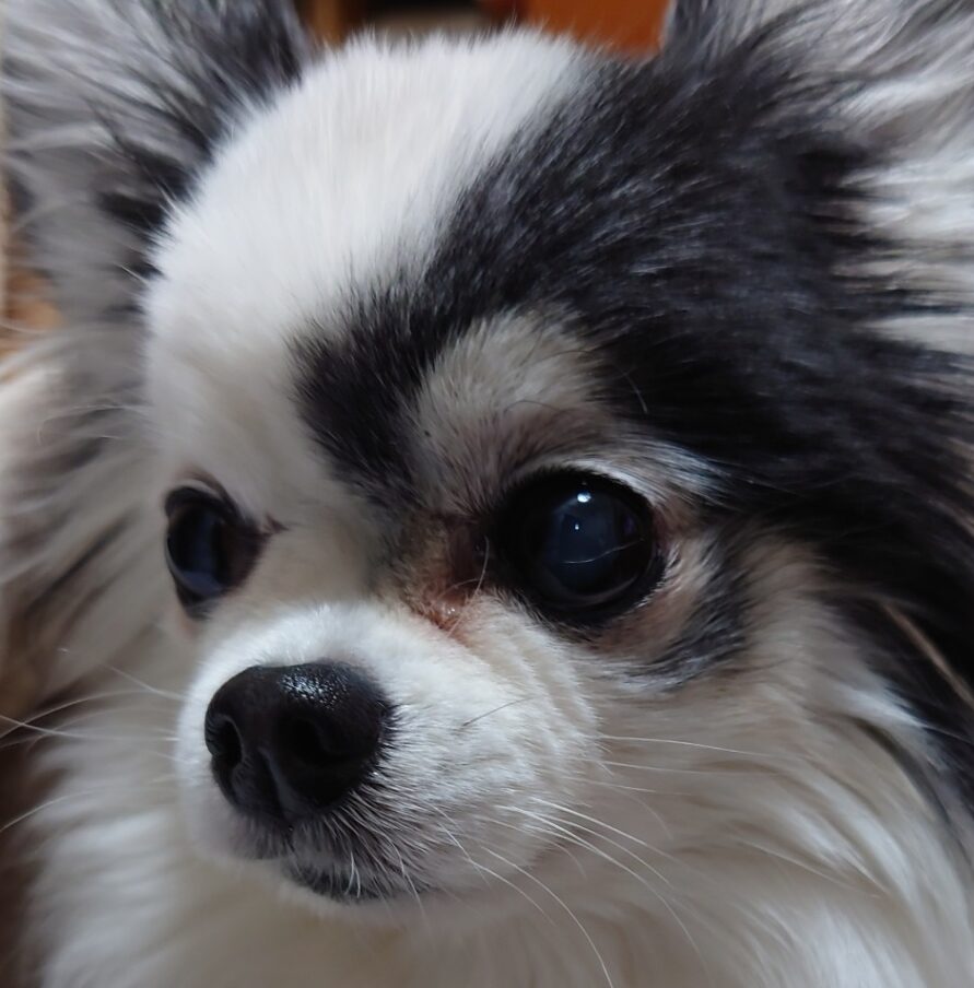 こころみたすペット思い出セレモニーにて葬儀したペットちゃん | ミミちゃん