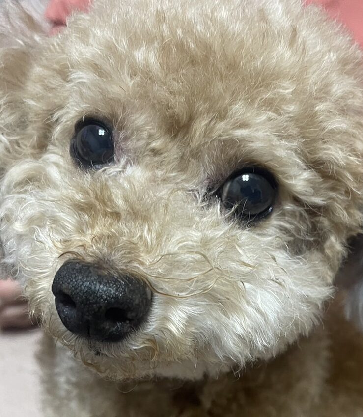 こころみたすペット思い出セレモニーにて葬儀したペットちゃん | ショコラくん