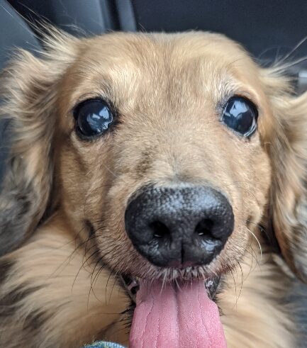 こころみたすペット思い出セレモニーにて葬儀したペットちゃん | アッシュくん