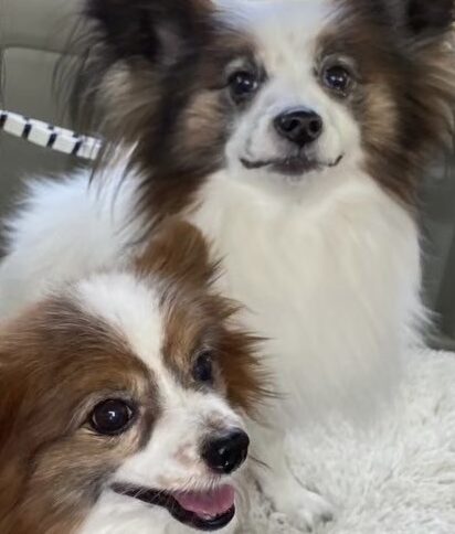 こころみたすペット思い出セレモニーにて葬儀したペットちゃん | くぅくん