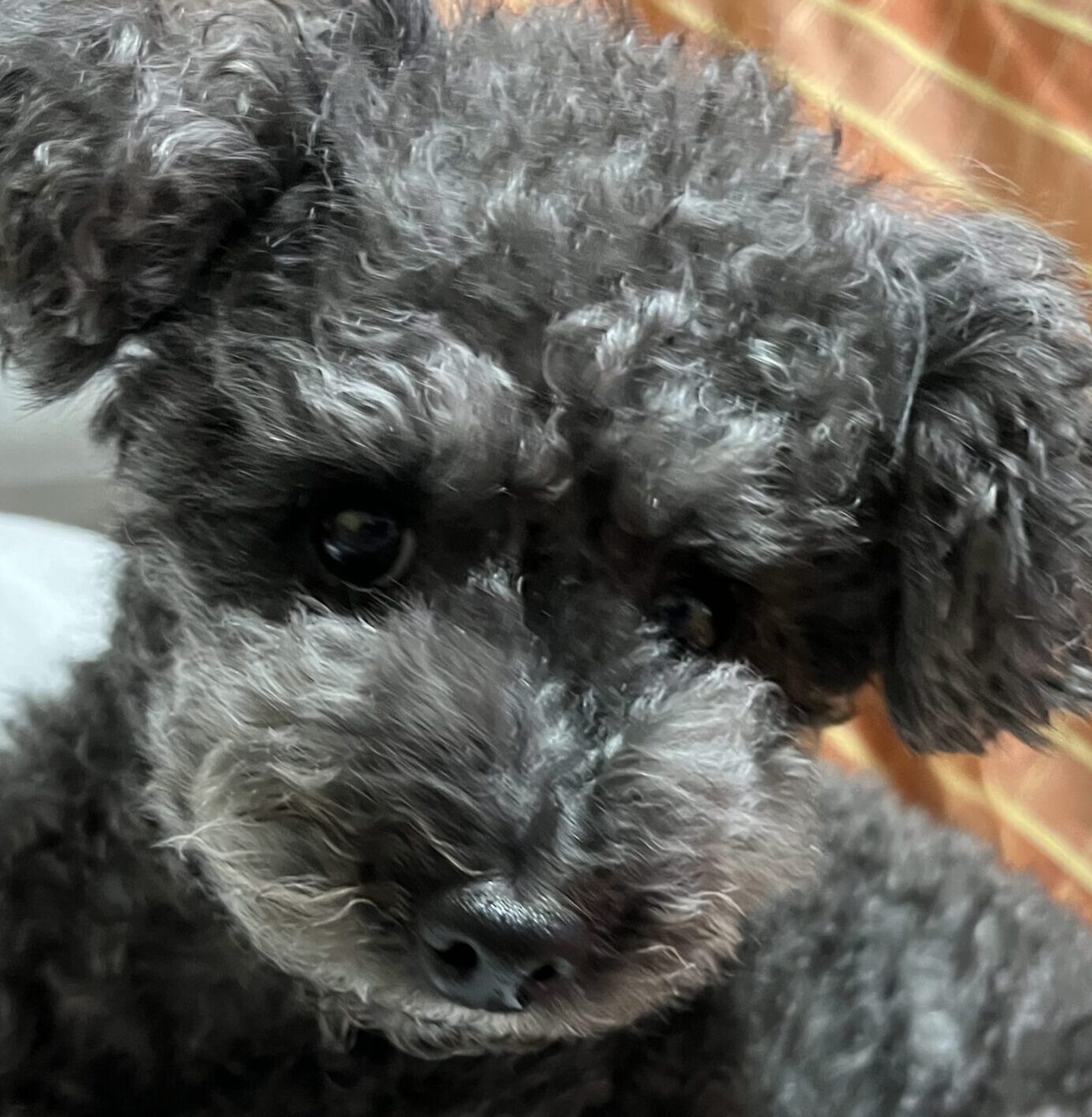 くぅちゃん | こころみたす ペット思い出セレモニー