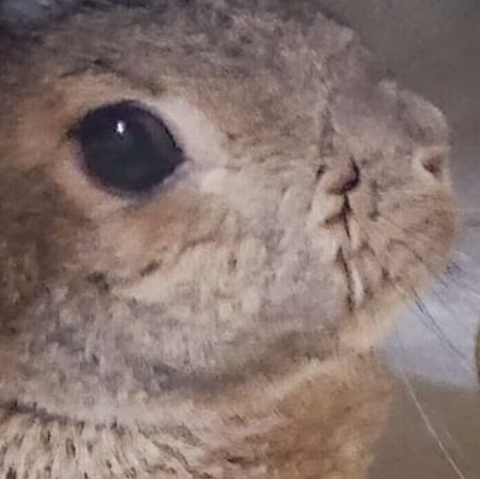 こころみたすペット思い出セレモニーにて葬儀したペットちゃん | うーちゃん