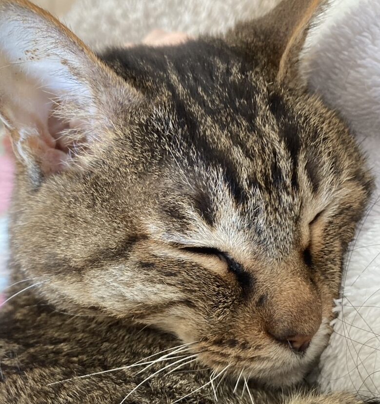 こころみたすペット思い出セレモニーにて葬儀したペットちゃん | たまくん