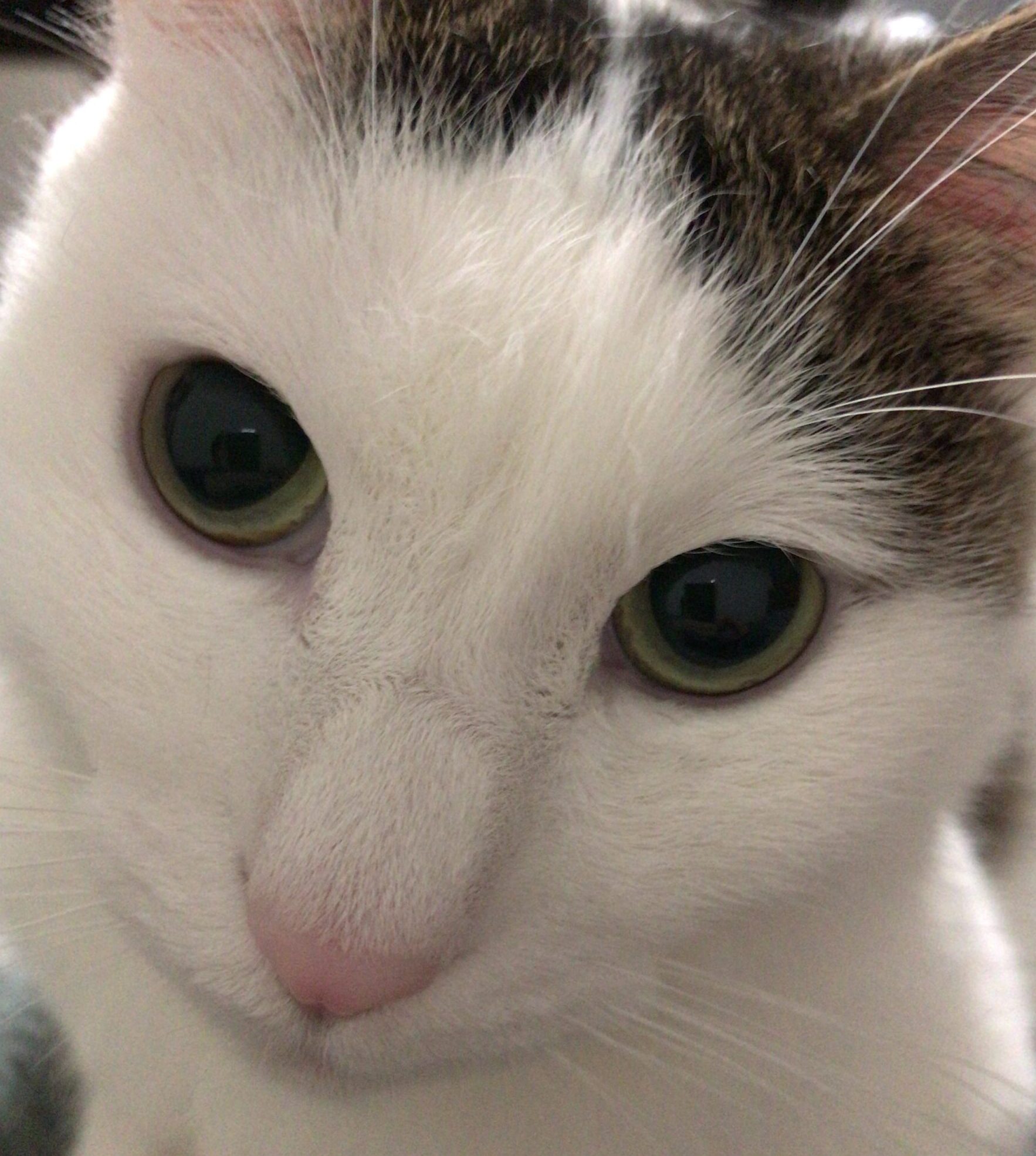 ハクくん | こころみたす ペット思い出セレモニー