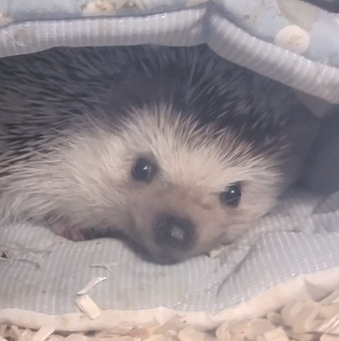 こころみたすペット思い出セレモニーにて葬儀したペットちゃん | 茉瑠璃ちゃん