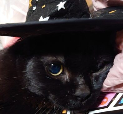 こころみたすペット思い出セレモニーにて葬儀したペットちゃん | ぷりんちゃん