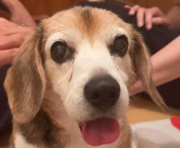 こころみたすペット思い出セレモニーにて葬儀したペットちゃん | ルルちゃん