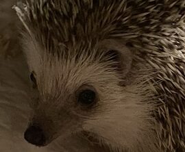 こころみたすペット思い出セレモニーにて葬儀したペットちゃん | こなんくん