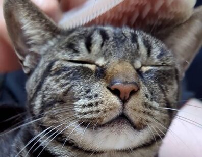 まるちゃん | こころみたす ペット思い出セレモニー